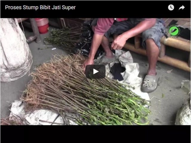 Proses Stump Bibit Jati Super